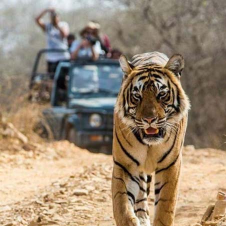 Corbett Taxi Servce corbett taxi service